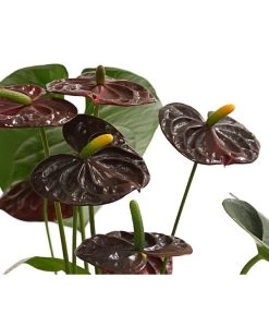 Große Flamingoblume - Anthurium Andreanum 'Adios', Verschiedene Sorten -Freien Garten Geschäft 8736266 WE DE 003 AnthurieAnthuriumAdios5FarbmixT17DehnerExpressHerzig