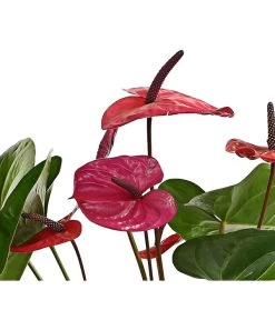 Große Flamingoblume - Anthurium Andreanum 'Adios', Verschiedene Sorten -Freien Garten Geschäft 8736266 WE DE 004 AnthurieAnthuriumAdios5FarbmixT17DehnerExpressHerzig