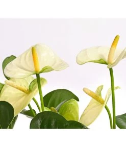 Große Flamingoblume - Anthurium Andreanum 'Adios', Verschiedene Sorten -Freien Garten Geschäft 8736266 WE DE 005 AnthurieAnthuriumAdios5FarbmixT17DehnerExpressHerzig