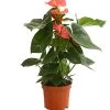 Große Flamingoblume - Anthurium Andreanum 'Adios', Verschiedene Sorten -Freien Garten Geschäft 8736266 WE FS 001 AnthurieAnthuriumAdios5FarbmixT17DehnerExpressHerzig