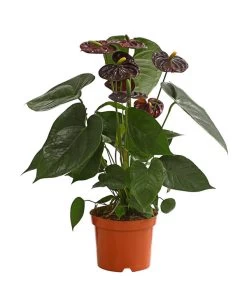 Große Flamingoblume - Anthurium Andreanum 'Adios', Verschiedene Sorten -Freien Garten Geschäft 8736266 WE FS 003 AnthurieAnthuriumAdios5FarbmixT17DehnerExpressHerzig