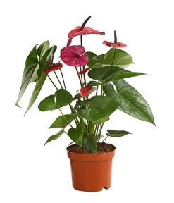 Große Flamingoblume - Anthurium Andreanum 'Adios', Verschiedene Sorten -Freien Garten Geschäft 8736266 WE FS 004 AnthurieAnthuriumAdios5FarbmixT17DehnerExpressHerzig