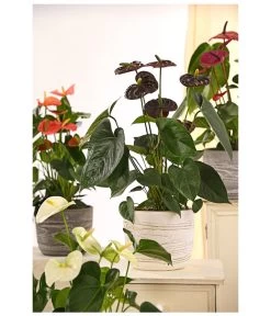 Große Flamingoblume - Anthurium Andreanum 'Adios', Verschiedene Sorten -Freien Garten Geschäft 8736266 WE MO 001 AnthurieAnthuriumAdios5FarbmixT17DehnerExpressHerzig