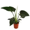 Baumfreund - Philodendron 'Congo Millions'