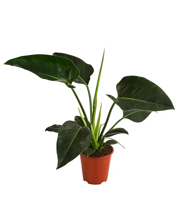 Baumfreund - Philodendron 'Congo Millions' 3 Baumfreund - Philodendron 'Congo Millions'
