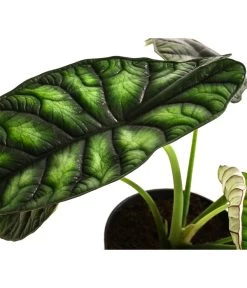 Pfeilblatt - Alocasia Baginda 'Dragon Scale' -Freien Garten Geschäft 8742314 WE DE 002 AlocasiaDragonScaleT14