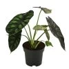 Pfeilblatt - Alocasia Baginda 'Dragon Scale'