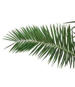 XXL Kanarische Dattelpalme, Ca. 170 Cm -Freien Garten Geschäft 8753063 PR DE 001 XXLKanarischeDattelpalme70L