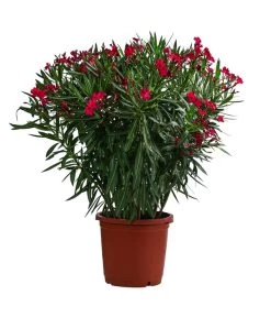Oleander, Solitärbusch