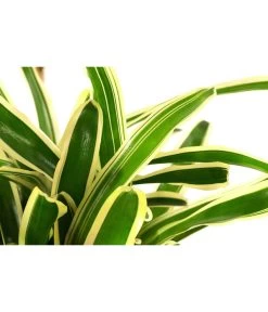 Neoregelie - Neoregelia Hybride 'Fireball' -Freien Garten Geschäft 8755290 PR DE 001 NeoregeliaFireballvariegataT15DehnerExpressHerzig