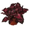 Blattbegonie - Begonia Rex-Hybride 'Inca Night' 1 Blattbegonie - Begonia Rex-Hybride 'Inca Night' -Freien Garten Geschäft 8761025 WE FS 001 BegoniaIncaNight Blattbegonie