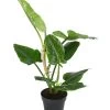 Baumfreund - Philodendron Subhastatum -Freien Garten Geschäft 8763633 WE FS 002 PhilodendronSubhastatum