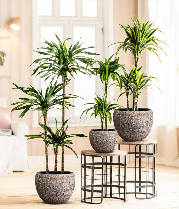 Drachenbaum - Dracaena Fragrans 'Rikki' 5 Drachenbaum - Dracaena Fragrans 'Rikki' – Bild 3