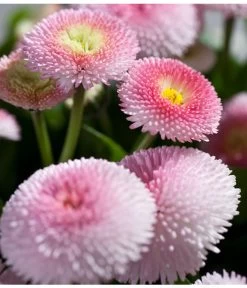 Gänseblümchen 'Erdbeersahne', Gefüllt -Freien Garten Geschäft 8809857 PR DE 003 BellisRosaErdbeersahneGaensebluemchenSonderfarben