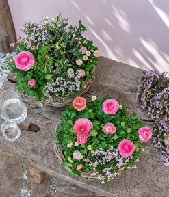Gänseblümchen 'Erdbeersahne', Gefüllt -Freien Garten Geschäft 8809857 WE MO 001 FrueheFarbefuersZuhauseRosa