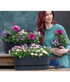 Gänseblümchen 'Erdbeersahne', Gefüllt -Freien Garten Geschäft 8809857 WE MO 001 FruehlingRosa