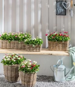 Gänseblümchen 'Erdbeersahne', Gefüllt -Freien Garten Geschäft 8809857 WE MO 011 BellisErdbeersahneGaensebluemchenGefuelltTrioGC04