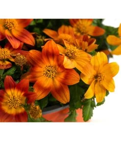 Goldmarie, Orange 13 Goldmarie, Orange -Freien Garten Geschäft 8810020 WE DE 001 BidensOrangeT12