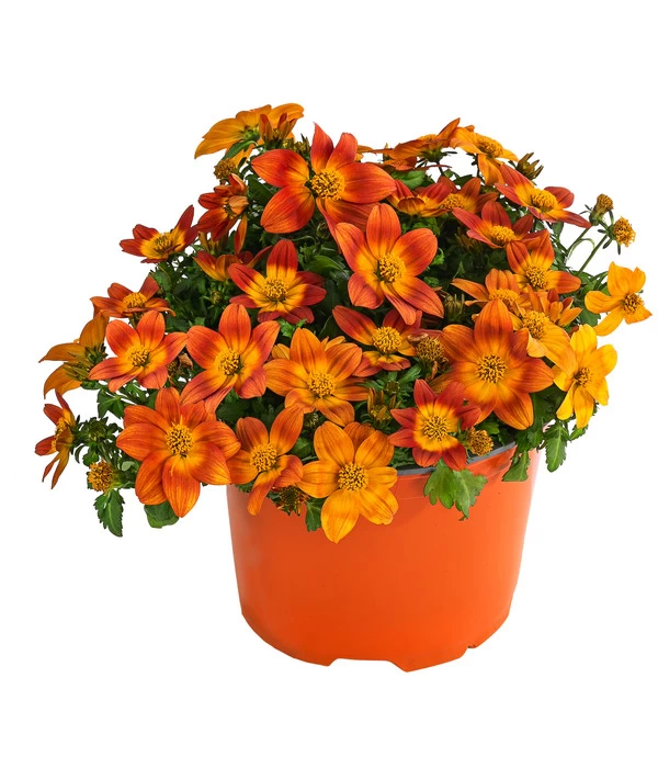 Goldmarie, Orange 3 Goldmarie, Orange