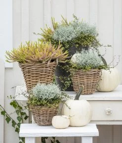 Rattan-Topf, Rund, Grau-braun -Freien Garten Geschäft 8810202 WE MO 001 GoldenAngie GoldenerHerbst