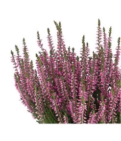 Knospenheide 'Hilda®' -Freien Garten Geschäft 8810319 PR DE 002 CallunaHildaKnospenblueherT10DehnerExpressHerzig