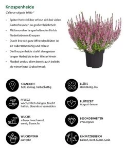 Knospenheide 'Hilda®' -Freien Garten Geschäft 8810319 WE IG 001 Knospenheide