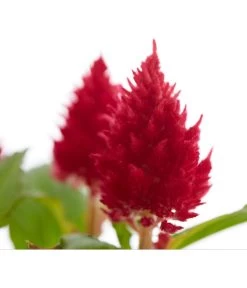 Federbusch, Verschiedene Sorten 19 Federbusch, Verschiedene Sorten -Freien Garten Geschäft 8810715 PR DE 001 CelosiaMixT11hahnenkammDehnerExpressZS