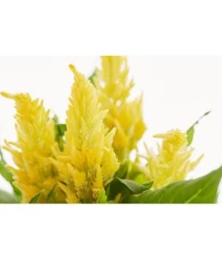 Federbusch, Verschiedene Sorten 18 Federbusch, Verschiedene Sorten -Freien Garten Geschäft 8810715 PR DE 001 FederbuschCelosiaMixT11DehnerExpressZS