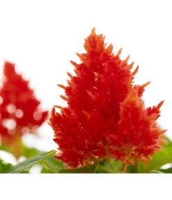 Federbusch, Verschiedene Sorten 17 Federbusch, Verschiedene Sorten -Freien Garten Geschäft 8810715 PR DE 002 CelosiaMixT11hahnenkammDehnerExpressZS