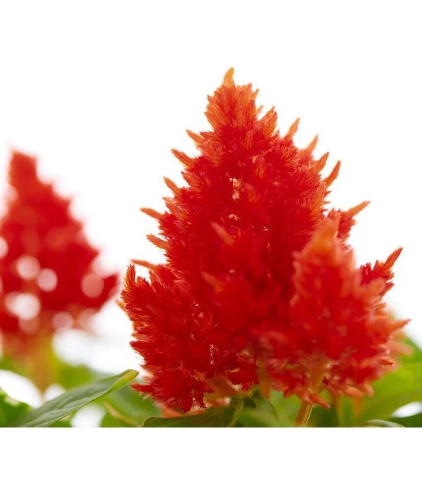 Federbusch, Verschiedene Sorten 9 Federbusch, Verschiedene Sorten – Bild 7