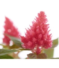 Federbusch, Verschiedene Sorten 16 Federbusch, Verschiedene Sorten -Freien Garten Geschäft 8810715 PR DE 005 CelosiaMixT11hahnenkammDehnerExpressZS