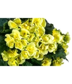 Wandhänger Mit Hängebegonien, Verschiedene Sorten 19 Wandhänger Mit Hängebegonien, Verschiedene Sorten -Freien Garten Geschäft 8810988 WE DE 001 HaengebegonieWandhaengergelb