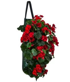 Wandhänger Mit Hängebegonien, Verschiedene Sorten 16 Wandhänger Mit Hängebegonien, Verschiedene Sorten -Freien Garten Geschäft 8810988 WE FS 001 HaengebegonieWandhaengerrot