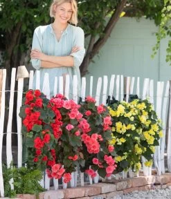 Wandhänger Mit Hängebegonien, Verschiedene Sorten 17 Wandhänger Mit Hängebegonien, Verschiedene Sorten -Freien Garten Geschäft 8810988 WE MO 001 BegoniaWandhaenger