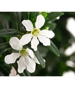 Köcherblümchen, Verschiedene Farben -Freien Garten Geschäft 8811366 WE DE 001 CupheaHyssopifoliaPremium