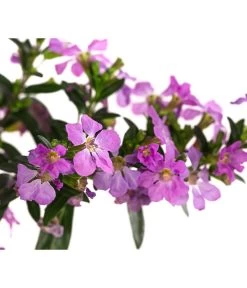 Köcherblümchen, Verschiedene Farben -Freien Garten Geschäft 8811366 WE DE 002 CupheaHyssopifoliaPremium