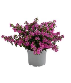 Köcherblümchen, Verschiedene Farben -Freien Garten Geschäft 8811366 WE FS 003 KoecherbluemchenFloryglory