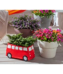 Köcherblümchen, Verschiedene Farben -Freien Garten Geschäft 8811366 WE MO 002 CupheaHyssopifoliaKoecherbluemchen