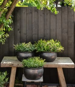 Köcherblümchen, Verschiedene Farben -Freien Garten Geschäft 8811366 WE MO 002 KoecherkoerbchenCupheaHyssopifolia