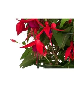Fuchsie, Hängend 19 Fuchsie, Hängend -Freien Garten Geschäft 8812703 WE DE 004 FuchsieT12