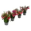 Fuchsie, Hängend -Freien Garten Geschäft 8812703 WE FS 005 FuchsieT12