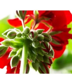 Bodendeckergeranie 'Rubin' -Freien Garten Geschäft 8813008 PR DE 004 GeranieRubinCalliopeXXLDarkRedSyngenta