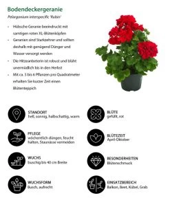Bodendeckergeranie 'Rubin' -Freien Garten Geschäft 8813008 WE IG 001 Bodendeckergeranie