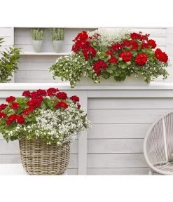 Bodendeckergeranie 'Rubin' -Freien Garten Geschäft 8813008 WE MO 002 GeranieRubinEuphorbiaDiamondfrostRenner