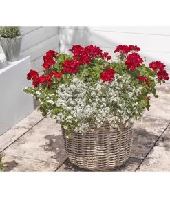 Bodendeckergeranie 'Rubin' -Freien Garten Geschäft 8813008 WE MO 004 GeranieRubinEuphorbiaDiamondfrostRenner