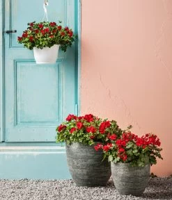 Bodendecker-Geranie 'Caliente Dark', Verschiedene Farben -Freien Garten Geschäft 8813479 WE MO 001 BodendeckergeranieCalienteDarkT13