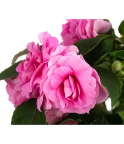 Fleißiges Lieschen, Gefüllt, Verschiedene Farben -Freien Garten Geschäft 8814659 WE DE 001 ImpatiensWallGefT12