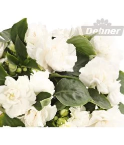 Fleißiges Lieschen, Gefüllt, Verschiedene Farben -Freien Garten Geschäft 8814659 WE DE 001 ImpatiensWallerianaGefuelltWeissDehnerExpressHerzig