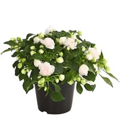 Fleißiges Lieschen, Gefüllt, Verschiedene Farben -Freien Garten Geschäft 8814659 WE FS 014 FleissigesLieschenGefuelltImpatiensWallerianaT12