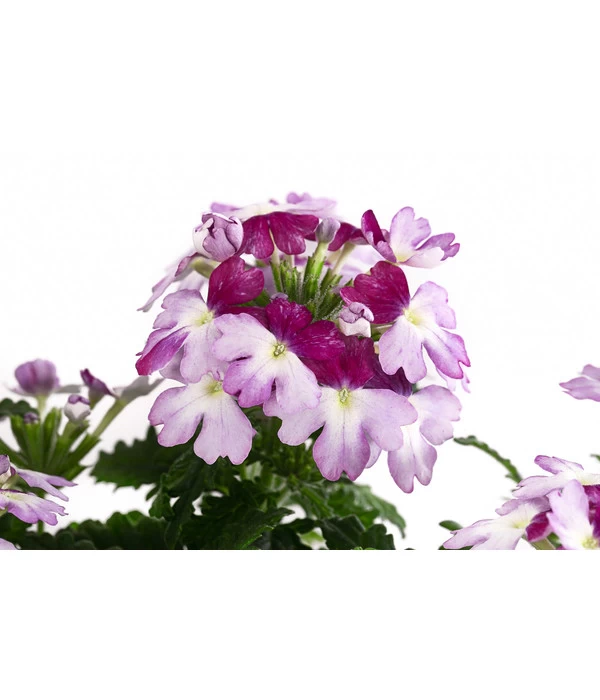 Eisenkraut 'Knutschfleck', Verschiedene Sorten 6 Eisenkraut 'Knutschfleck', Verschiedene Sorten – Bild 4